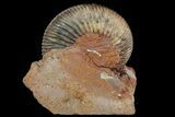 Parkinsonia Ammonite on Rock - Germany #92453-1